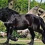 American_Percheron1(20)