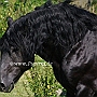 American_Percheron1(21)