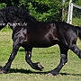 American_Percheron1(23)