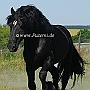 American_Percheron1(25)