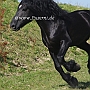 American_Percheron1(26)