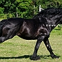 American_Percheron1(29)