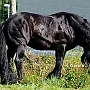 American_Percheron1(34)