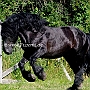 American_Percheron1(36)