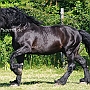 American_Percheron1(37)