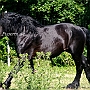 American_Percheron1(38)