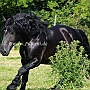 American_Percheron1(39)