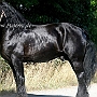 American_Percheron1(4)