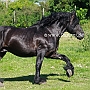 American_Percheron1(41)