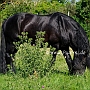 American_Percheron1(43)