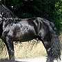 American_Percheron1(5)