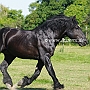 American_Percheron1(53)