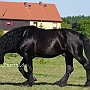 American_Percheron1(56)