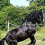 American_Percheron1(61)