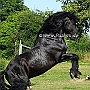 American_Percheron1(62)