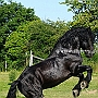 American_Percheron1(63)