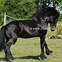 American_Percheron1(64)