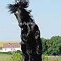 American_Percheron1(65)