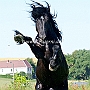 American_Percheron1(66)