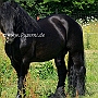 American_Percheron1(69)