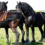 American_Percheron1(76)