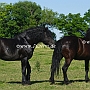 American_Percheron1(78)