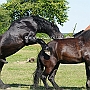 American_Percheron1(80)