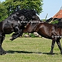 American_Percheron1(81)