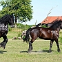 American_Percheron1(83)