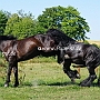 American_Percheron1(85)