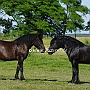 American_Percheron1(97)