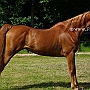 American_Saddlebred_Horse_219(121)