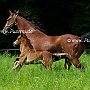American_Saddlebred_Horse_219(127)
