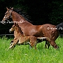 American_Saddlebred_Horse_219(127)