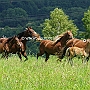 American_Saddlebred_Horse_219(137)