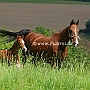 American_Saddlebred_Horse_219(139)