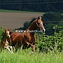 American_Saddlebred_Horse_219(140)