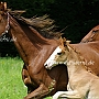 American_Saddlebred_Horse_219(148)