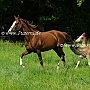 American_Saddlebred_Horse_219(153)