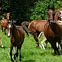 American_Saddlebred_Horse_219(157)