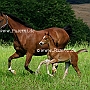 American_Saddlebred_Horse_219(173)