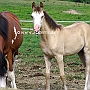 Arabisches_Vollblut_und_Araber1(2)