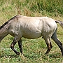 Konik29(10)