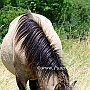 Konik29(3)