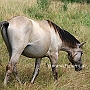 Konik29(9)