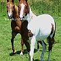 Paint+Solid_Paint_Horse1(1)