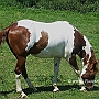 Paint_Horse40(4)