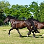 Percheron+American_Percheron1(12)