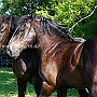 Percheron+American_Percheron1(2)