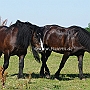 Percheron+American_Percheron1(3)